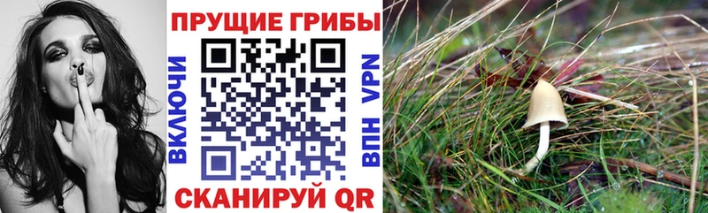 Псилоцибиновые грибы Psilocybe Новопавловск